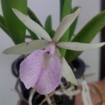 Brassavola nodosa x Cattleya Lulu Flowering Size